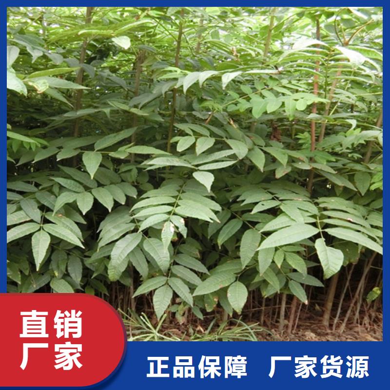 香椿苹果苗工厂批发