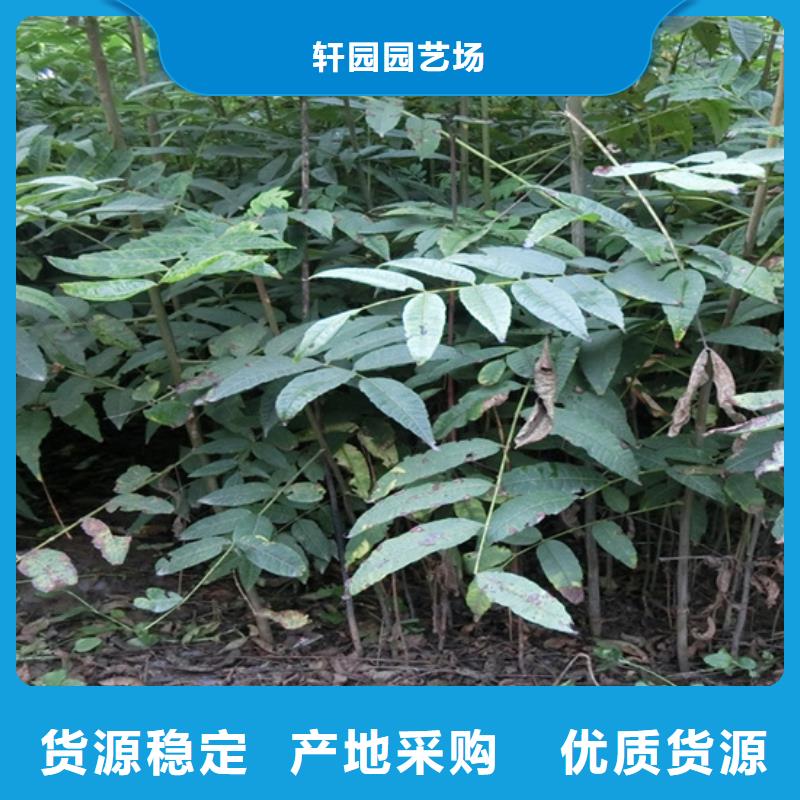 香椿苹果苗工厂批发