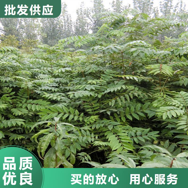 香椿苹果苗工厂批发