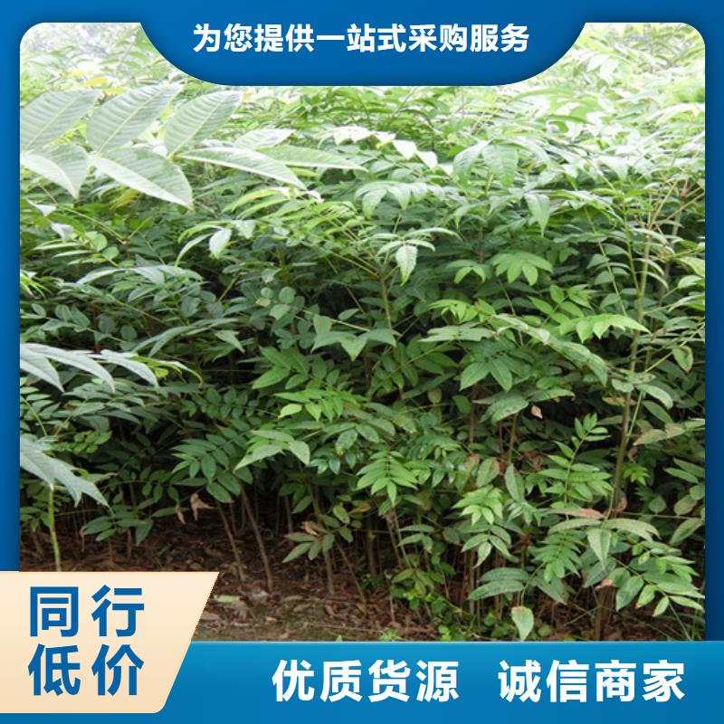 香椿苹果苗工厂批发