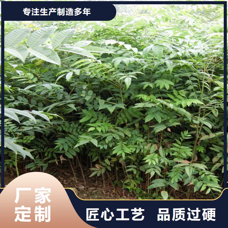 香椿苹果苗工厂批发