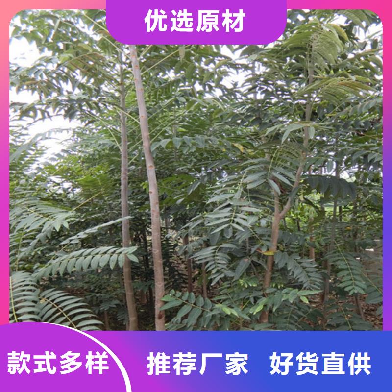 香椿苹果苗工厂批发