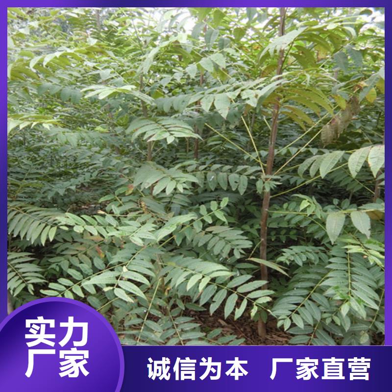 香椿-桃树苗快速报价