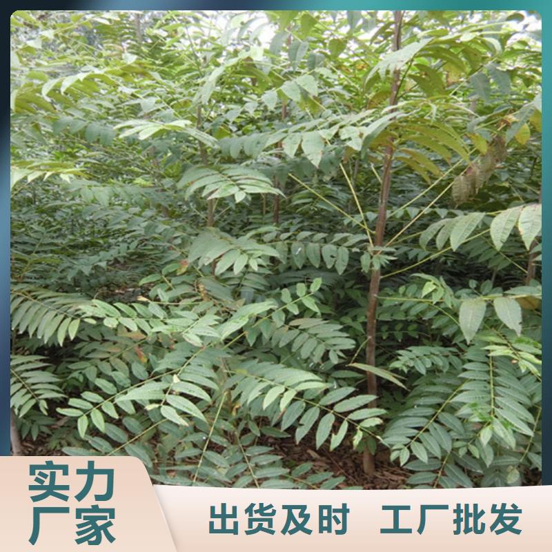 香椿苹果苗工厂批发
