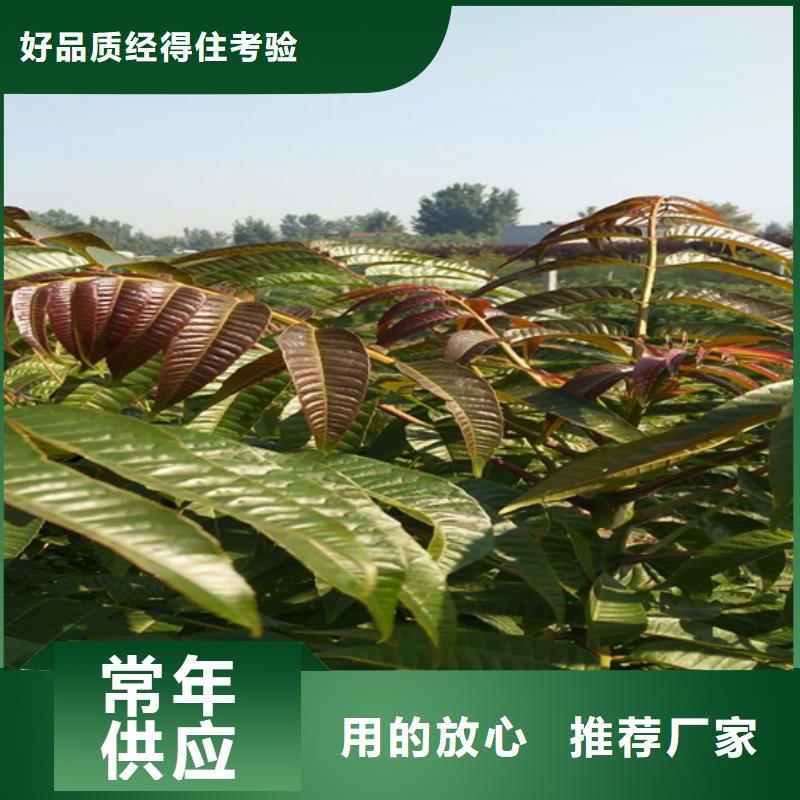 香椿-桃树苗快速报价