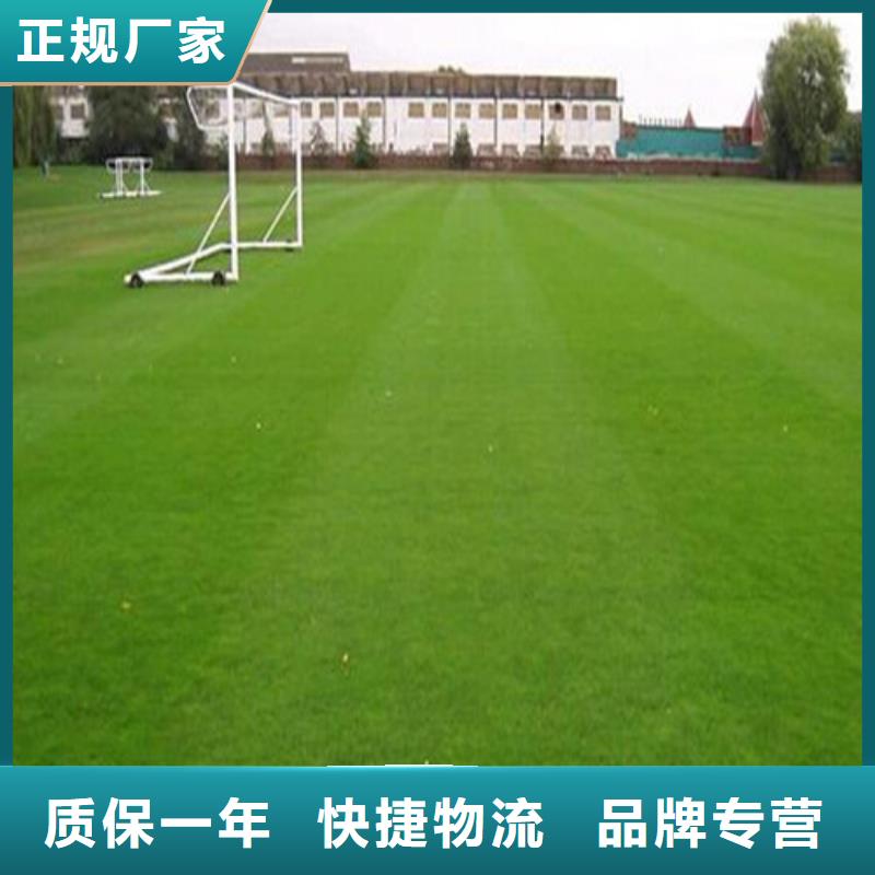 幼儿园仿真草坪厂家直销_售后服务保障