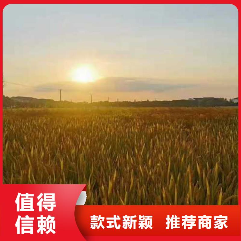 阳澄湖大闸蟹批发_阳澄湖镇莲花岛顾记大闸蟹经营部