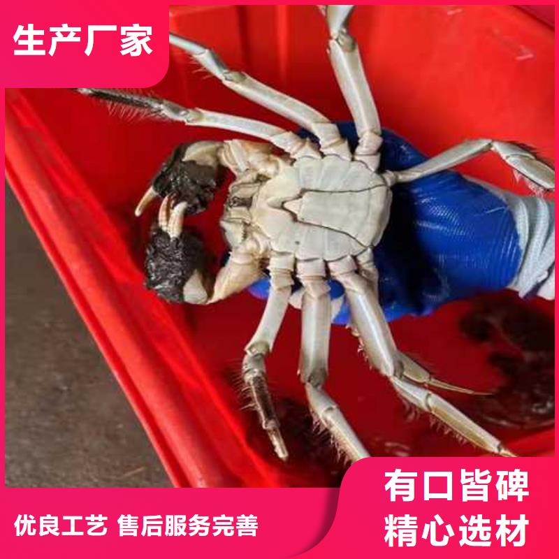 大闸蟹-精选厂家