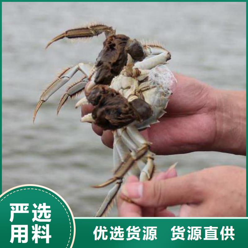 阳澄湖大闸蟹订购