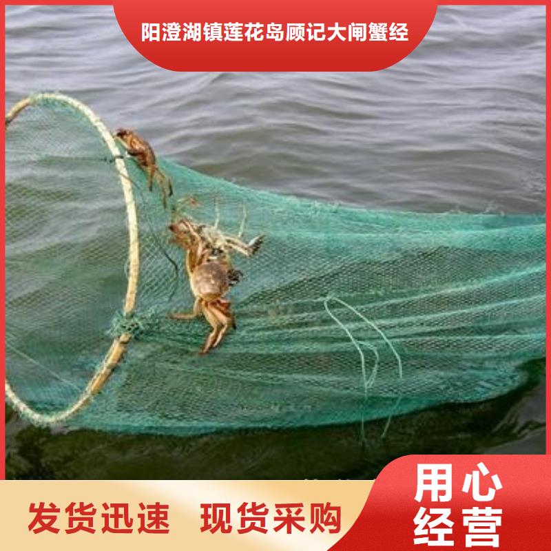 红膏大闸蟹鲜活特大
