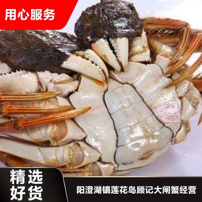 阳澄湖大闸蟹厂家-质量保证