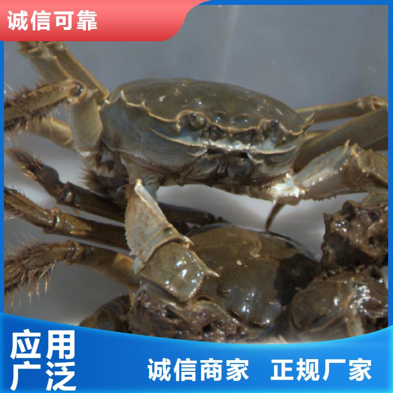 阳澄湖大闸蟹优选供货商