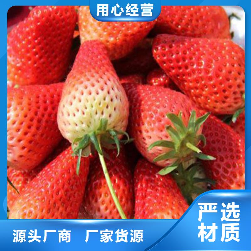 樱桃苗视频-北京市樱桃苗-同城可服务区域延庆|石景山|丰台|海淀|大兴