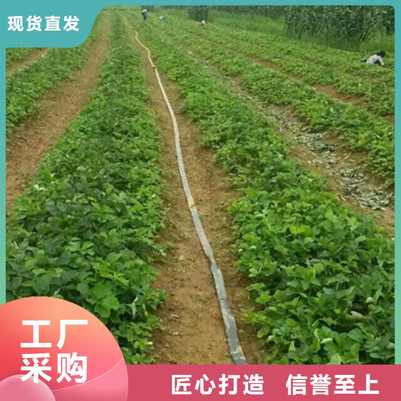 牛奶草莓苗亩产多少