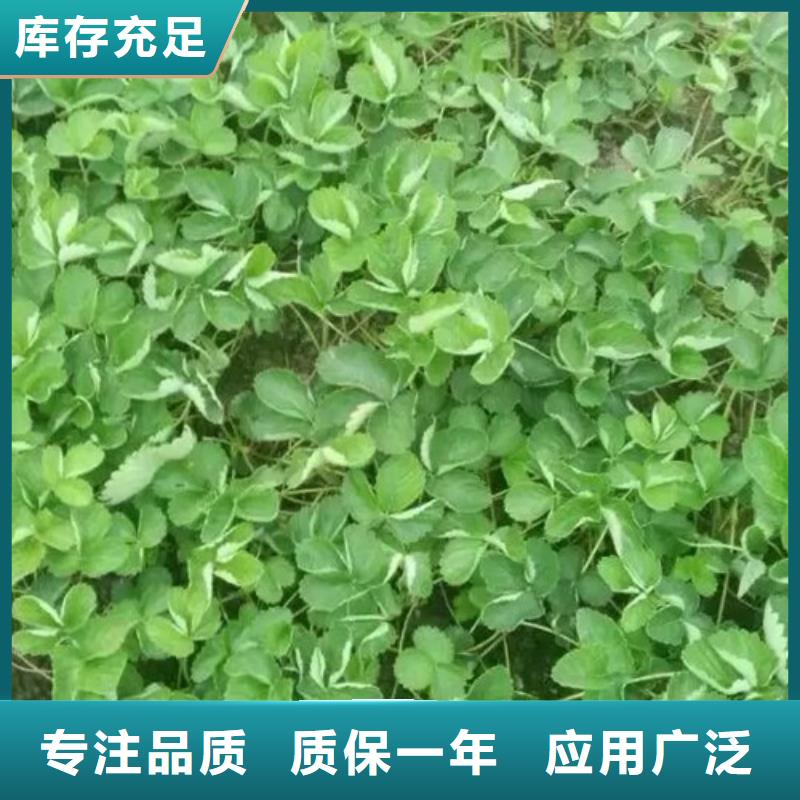 【草莓苗桃树苗基地正规厂家】