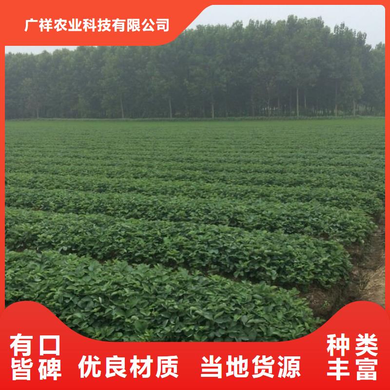 樱桃苗视频-北京市樱桃苗-同城可服务区域延庆|石景山|丰台|海淀|大兴
