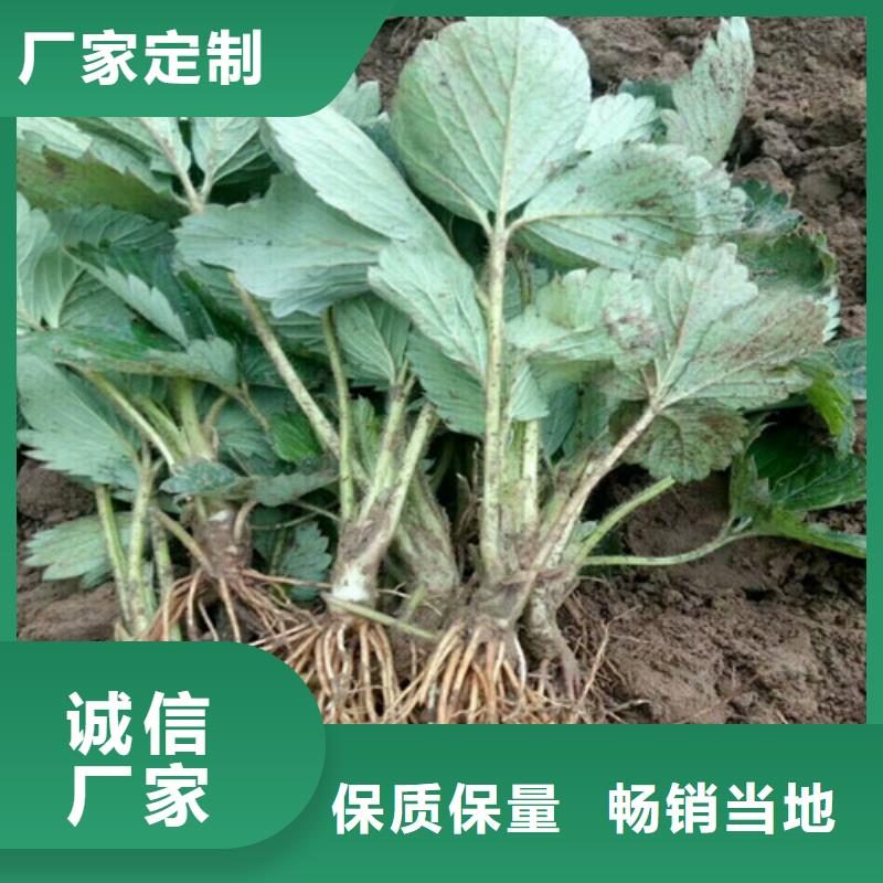 樱桃苗视频-北京市樱桃苗-同城可服务区域延庆|石景山|丰台|海淀|大兴