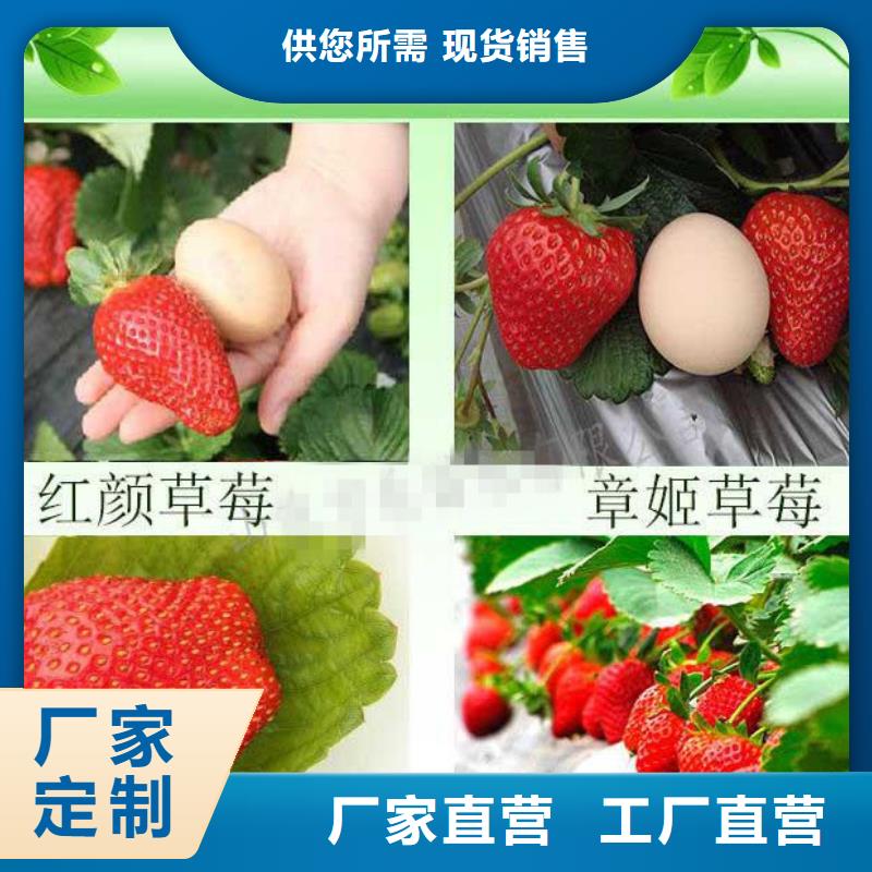 草莓苗果树苗保障