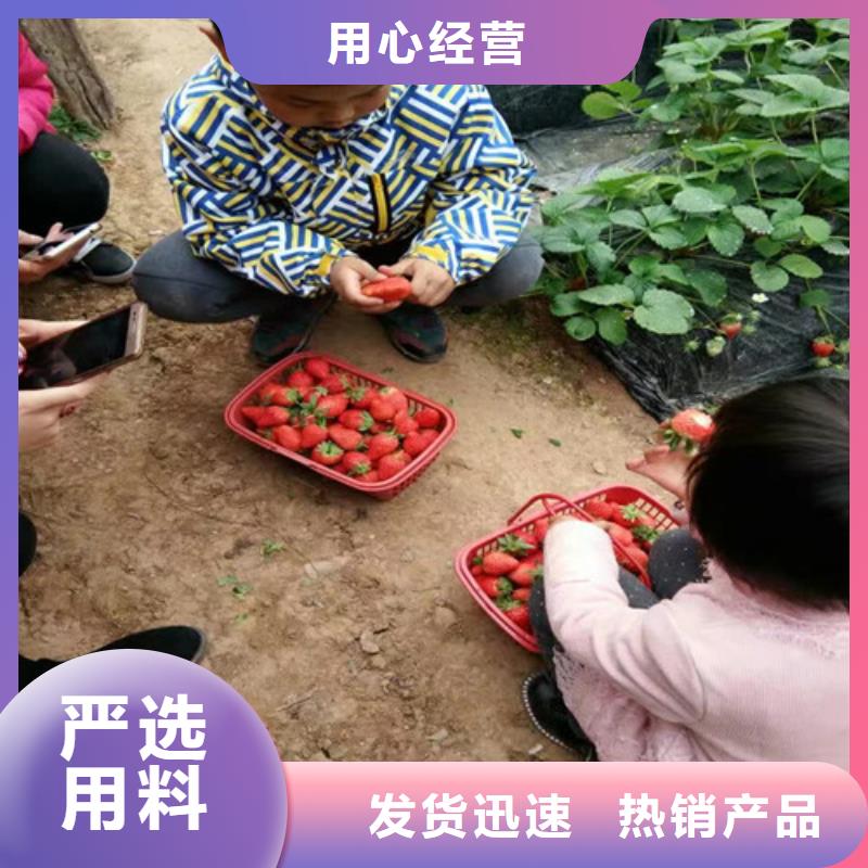 樱桃苗视频-北京市樱桃苗-同城可服务区域延庆|石景山|丰台|海淀|大兴