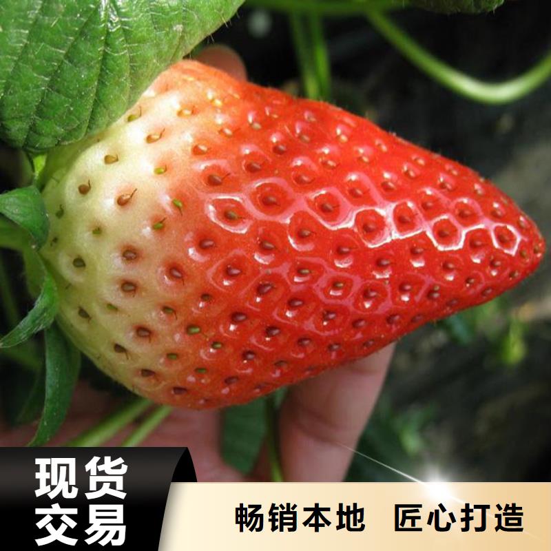 樱桃苗视频-北京市樱桃苗-同城可服务区域延庆|石景山|丰台|海淀|大兴