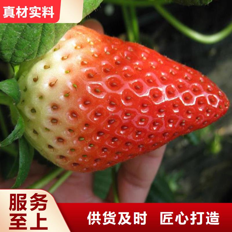 草莓苗果树苗保障