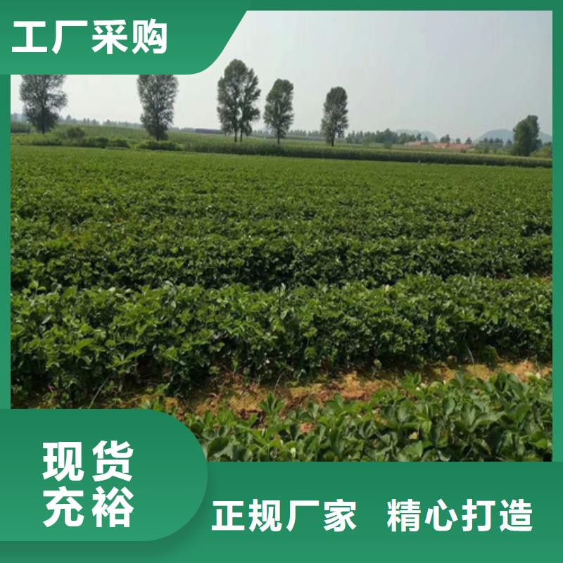【草莓苗桃树苗基地正规厂家】