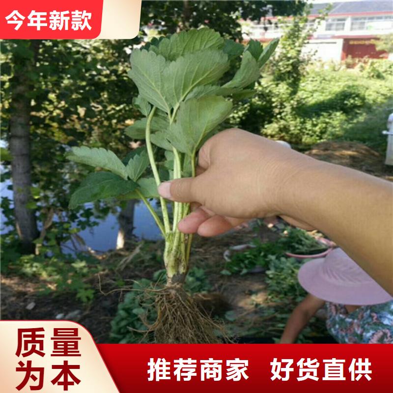 草莓苗果树苗保障