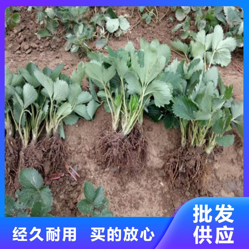 甜宝草莓苗
