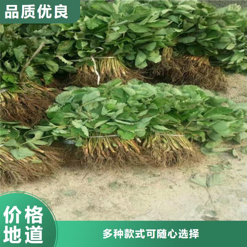 甜宝草莓苗
