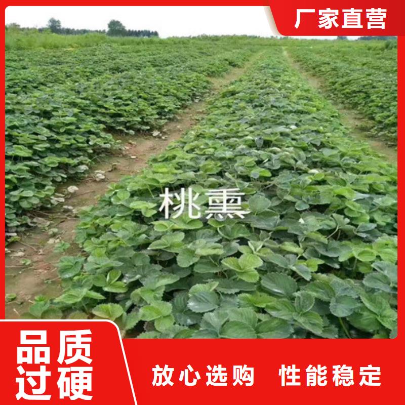 蒙山大棚草莓苗基地出售