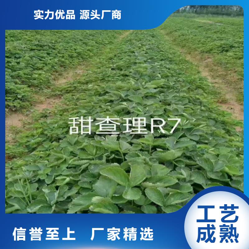 【草莓苗桃树苗基地正规厂家】