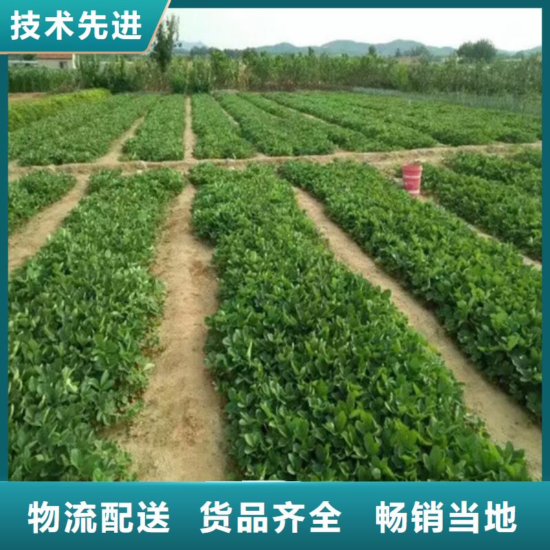 樱桃苗视频-北京市樱桃苗-同城可服务区域延庆|石景山|丰台|海淀|大兴