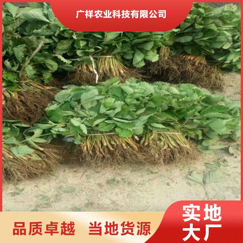 牛奶草莓苗亩产多少