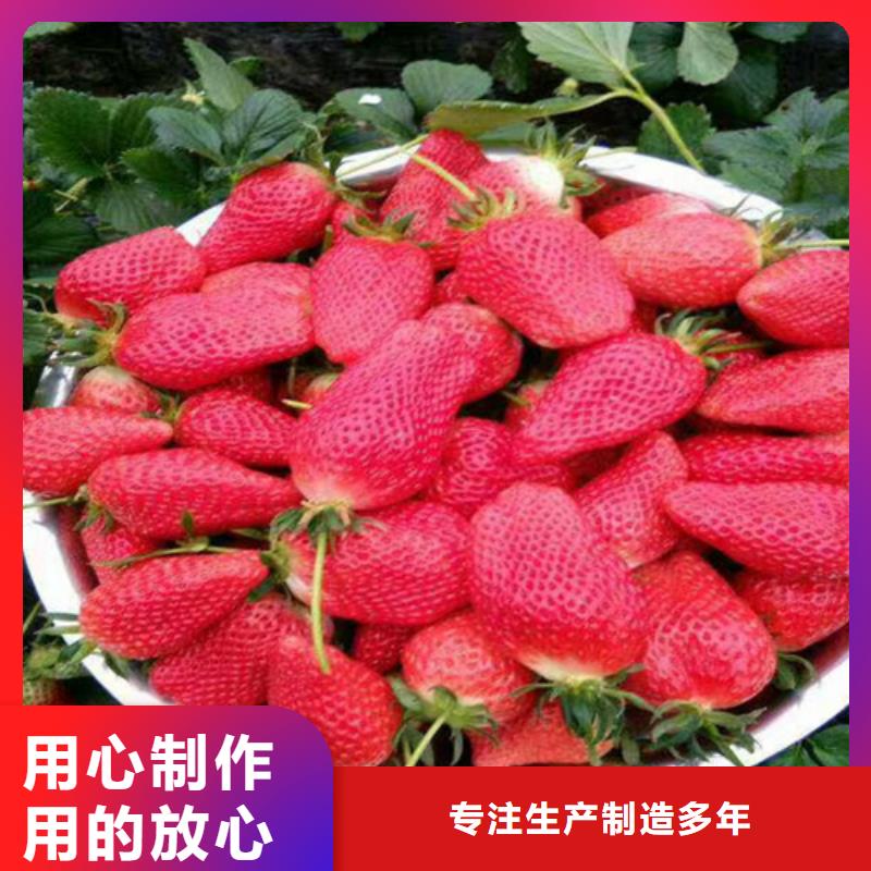 甜宝草莓苗