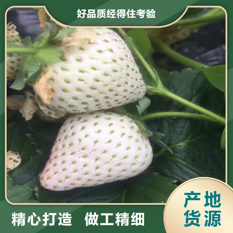 甜宝草莓苗