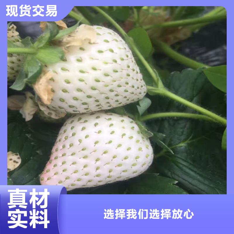 草莓苗果树苗保障