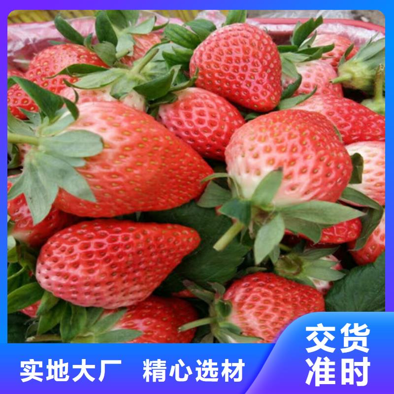 甜宝草莓苗