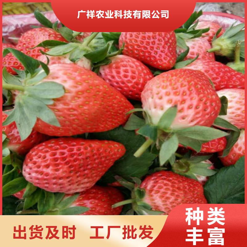 樱桃苗视频-北京市樱桃苗-同城可服务区域延庆|石景山|丰台|海淀|大兴