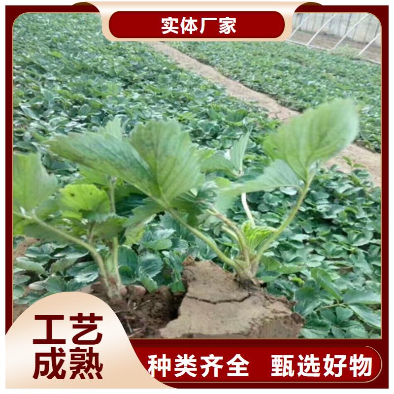 牛奶草莓苗亩产多少