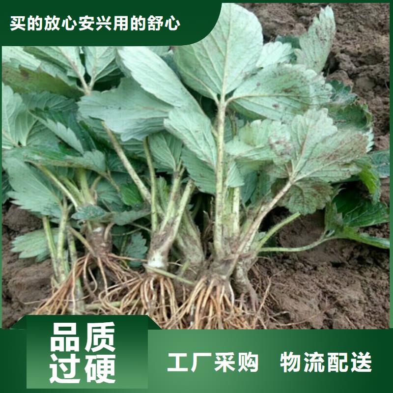 【草莓苗桃树苗基地正规厂家】