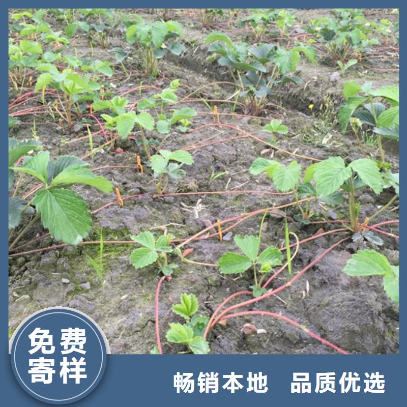 樱桃苗视频-北京市樱桃苗-同城可服务区域延庆|石景山|丰台|海淀|大兴