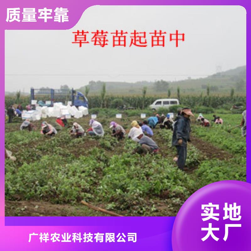 樱桃苗视频-北京市樱桃苗-同城可服务区域延庆|石景山|丰台|海淀|大兴