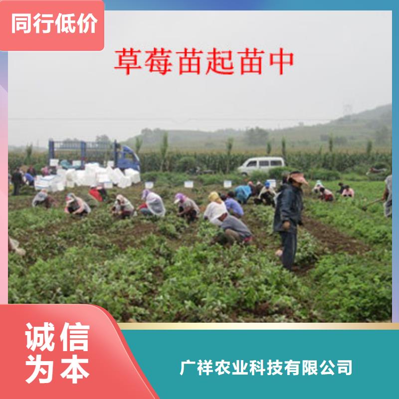 牛奶草莓苗亩产多少