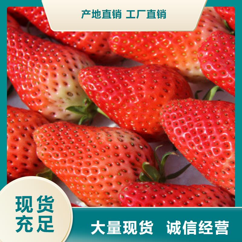 草莓苗果树苗保障