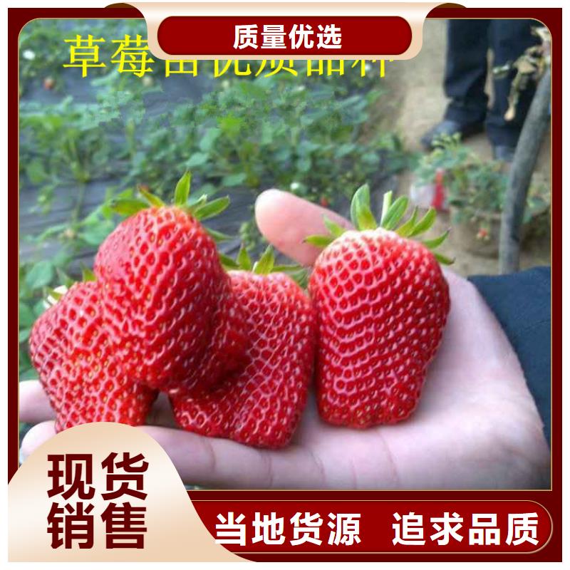 牛奶草莓苗亩产多少