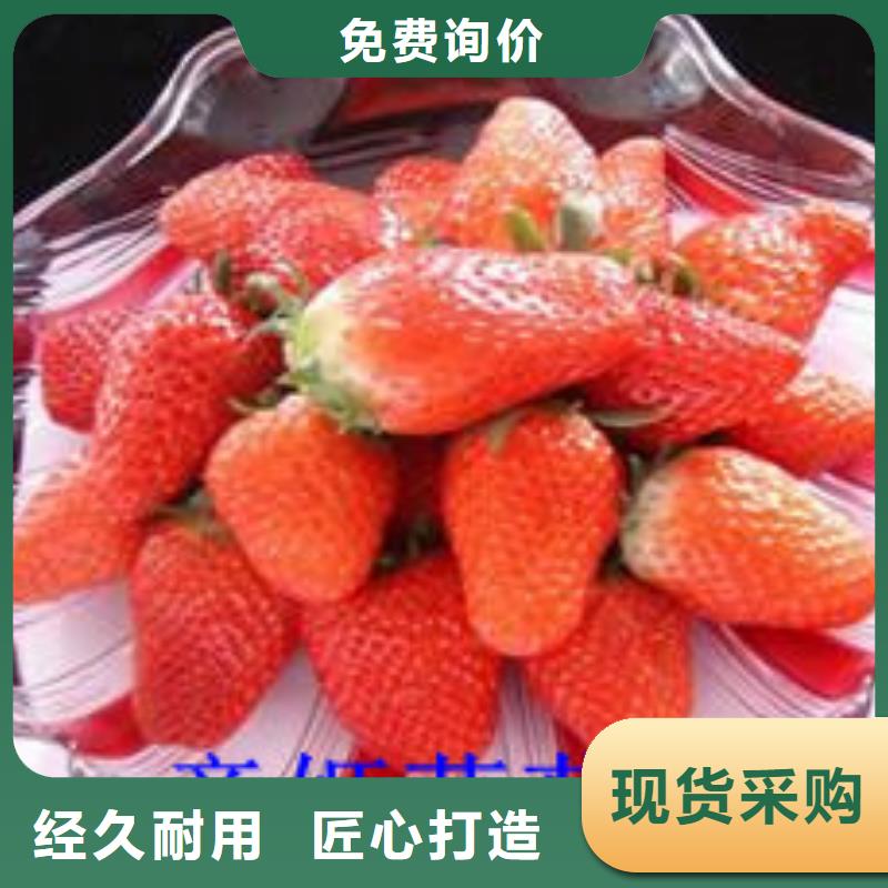 牛奶草莓苗亩产多少