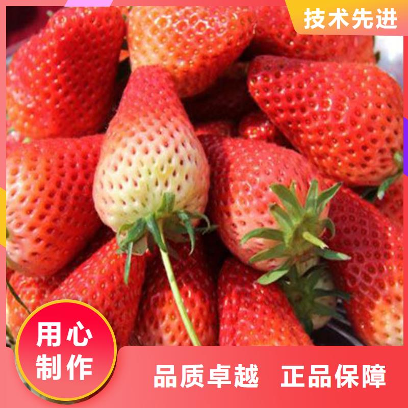 牛奶草莓苗亩产多少