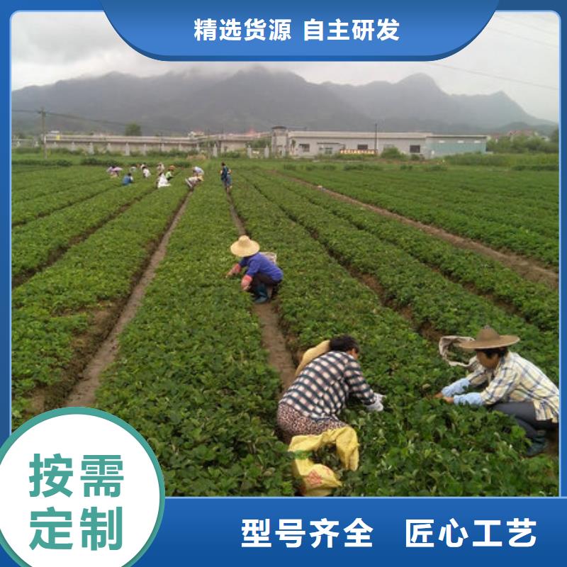 优惠的甜宝草莓苗实力厂家