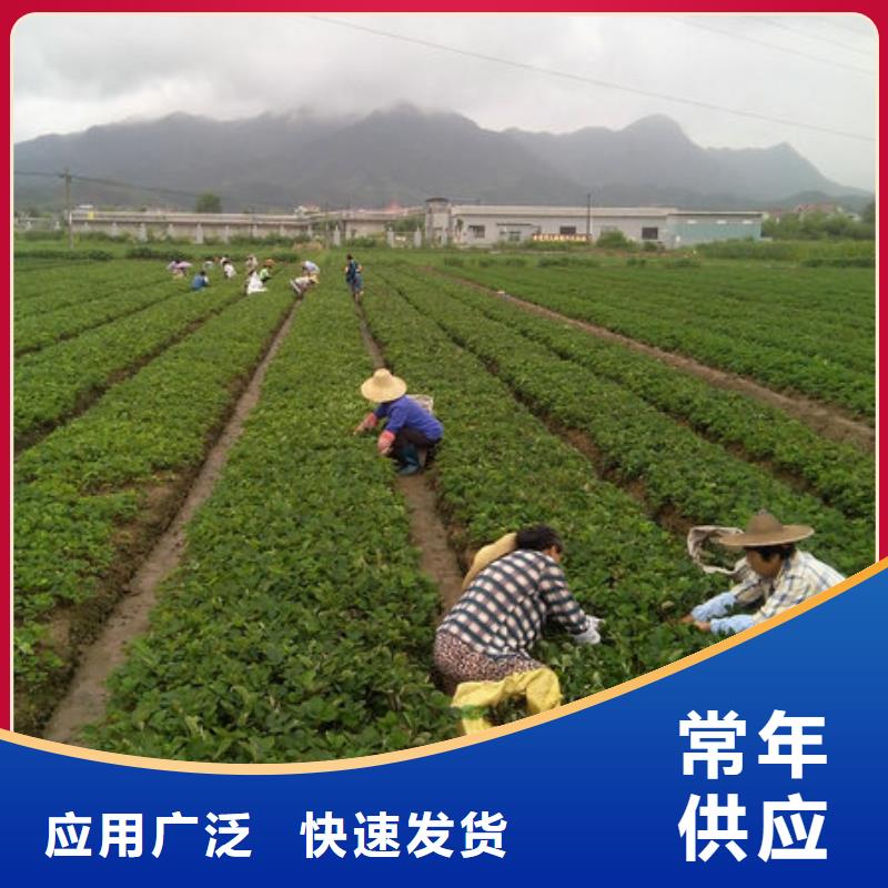 樱桃苗视频-北京市樱桃苗-同城可服务区域延庆|石景山|丰台|海淀|大兴