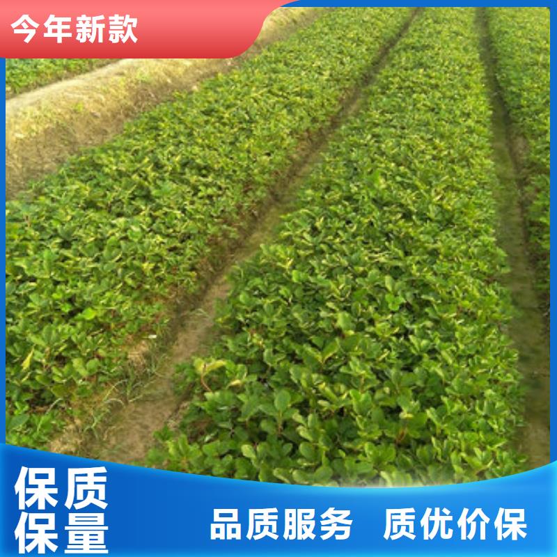 牛奶草莓苗亩产多少